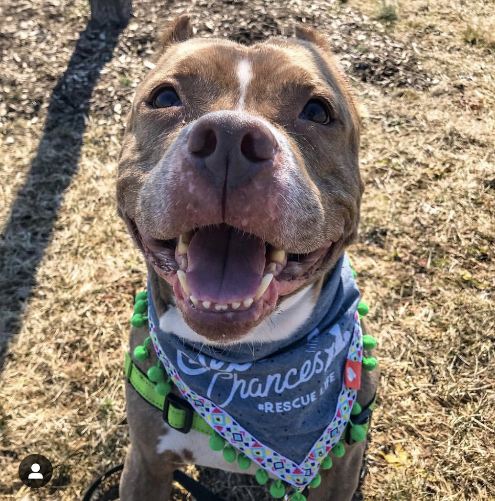 Shortcake dog smiling